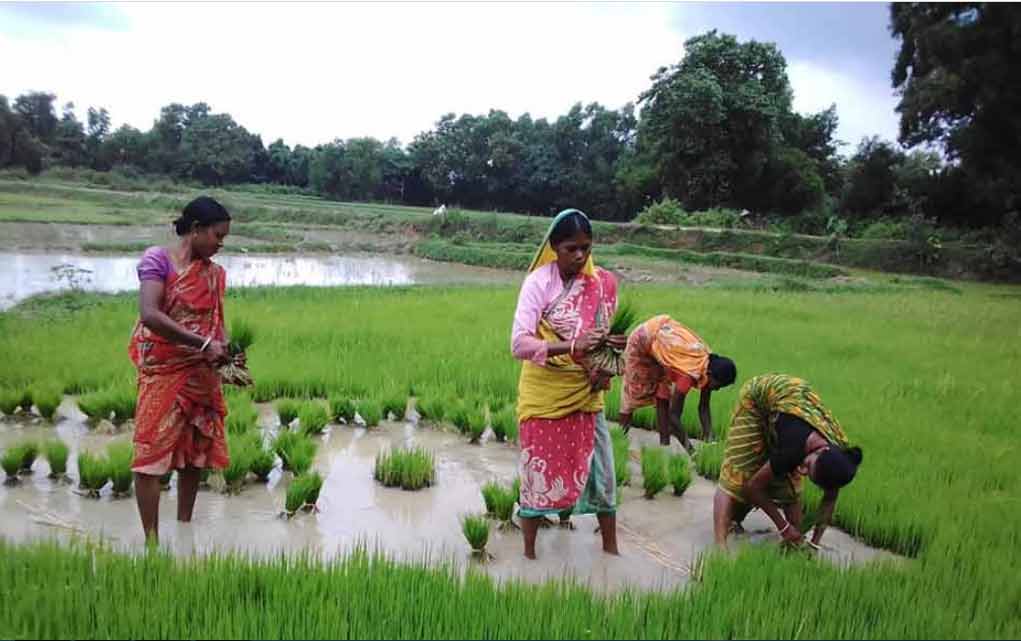 agriculture in bengal